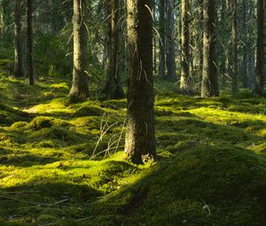 Preview wallpaper trees, moss, forest, trunks, nature