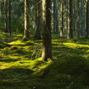 Preview wallpaper trees, moss, forest, trunks, nature