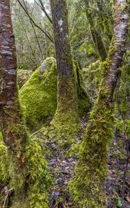 Preview wallpaper trees, moss, hills, plants, landscape, nature