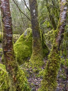 Preview wallpaper trees, moss, hills, plants, landscape, nature