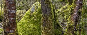 Preview wallpaper trees, moss, hills, plants, landscape, nature