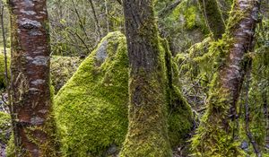 Preview wallpaper trees, moss, hills, plants, landscape, nature