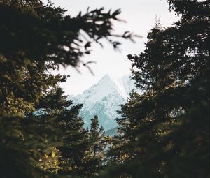 Preview wallpaper trees, mountain, peak, pines, forest