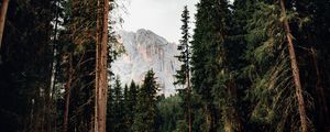 Preview wallpaper trees, mountain, peak, road, nature