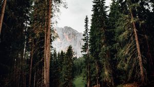 Preview wallpaper trees, mountain, peak, road, nature