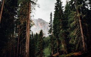 Preview wallpaper trees, mountain, peak, road, nature