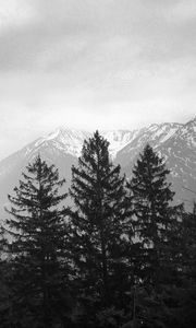 Preview wallpaper trees, mountain, sky, clouds, black and white