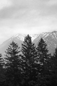 Preview wallpaper trees, mountain, sky, clouds, black and white