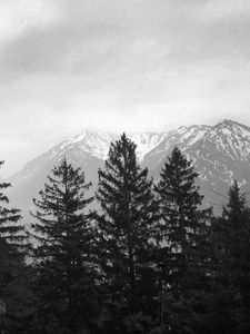 Preview wallpaper trees, mountain, sky, clouds, black and white