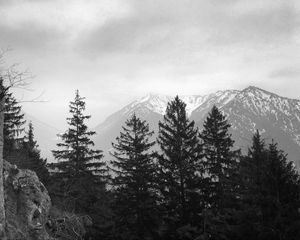 Preview wallpaper trees, mountain, sky, clouds, black and white