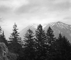 Preview wallpaper trees, mountain, sky, clouds, black and white