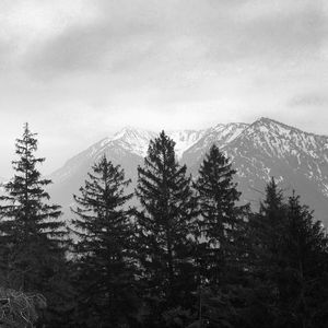 Preview wallpaper trees, mountain, sky, clouds, black and white