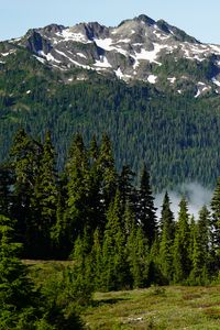 Preview wallpaper trees, mountain, slope, landscape, nature