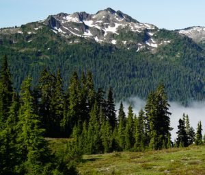 Preview wallpaper trees, mountain, slope, landscape, nature