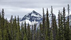 Preview wallpaper trees, mountain, snow, landscape