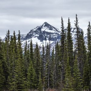 Preview wallpaper trees, mountain, snow, landscape