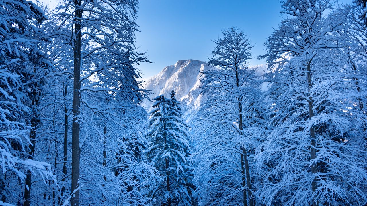 Wallpaper trees, mountain, snow, winter