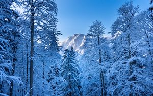 Preview wallpaper trees, mountain, snow, winter