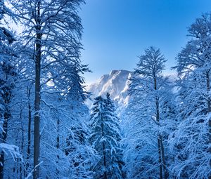 Preview wallpaper trees, mountain, snow, winter
