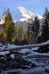 Preview wallpaper trees, mountain, snow, logs, stream