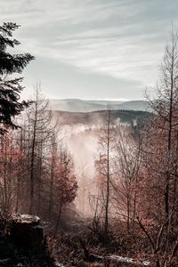 Preview wallpaper trees, mountains, autumn, fog, aerial view, overview