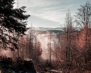 Preview wallpaper trees, mountains, autumn, fog, aerial view, overview
