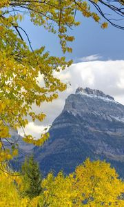 Preview wallpaper trees, mountains, autumn, leaves, branches, distance