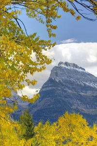 Preview wallpaper trees, mountains, autumn, leaves, branches, distance