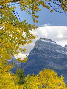 Preview wallpaper trees, mountains, autumn, leaves, branches, distance