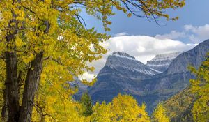 Preview wallpaper trees, mountains, autumn, leaves, branches, distance