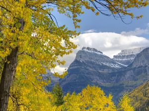 Preview wallpaper trees, mountains, autumn, leaves, branches, distance