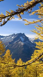 Preview wallpaper trees, mountains, autumn, washington