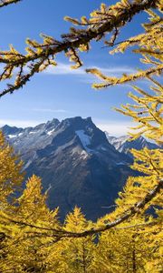 Preview wallpaper trees, mountains, autumn, washington