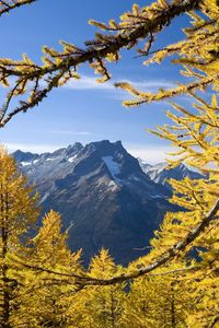 Preview wallpaper trees, mountains, autumn, washington