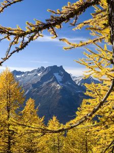 Preview wallpaper trees, mountains, autumn, washington