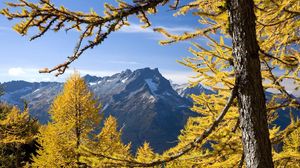 Preview wallpaper trees, mountains, autumn, washington