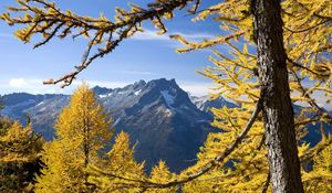 Preview wallpaper trees, mountains, autumn, washington