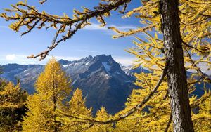 Preview wallpaper trees, mountains, autumn, washington