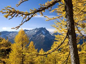 Preview wallpaper trees, mountains, autumn, washington