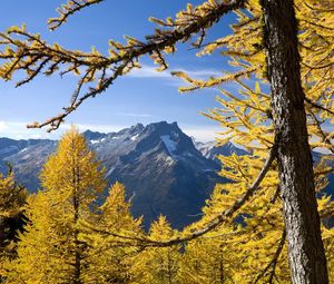 Preview wallpaper trees, mountains, autumn, washington