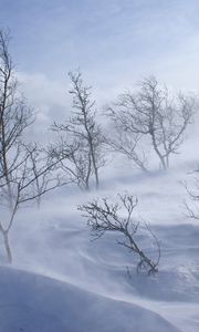 Preview wallpaper trees, mountains, blizzard, snow, wind