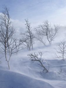 Preview wallpaper trees, mountains, blizzard, snow, wind