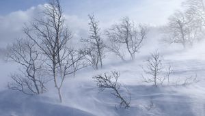 Preview wallpaper trees, mountains, blizzard, snow, wind