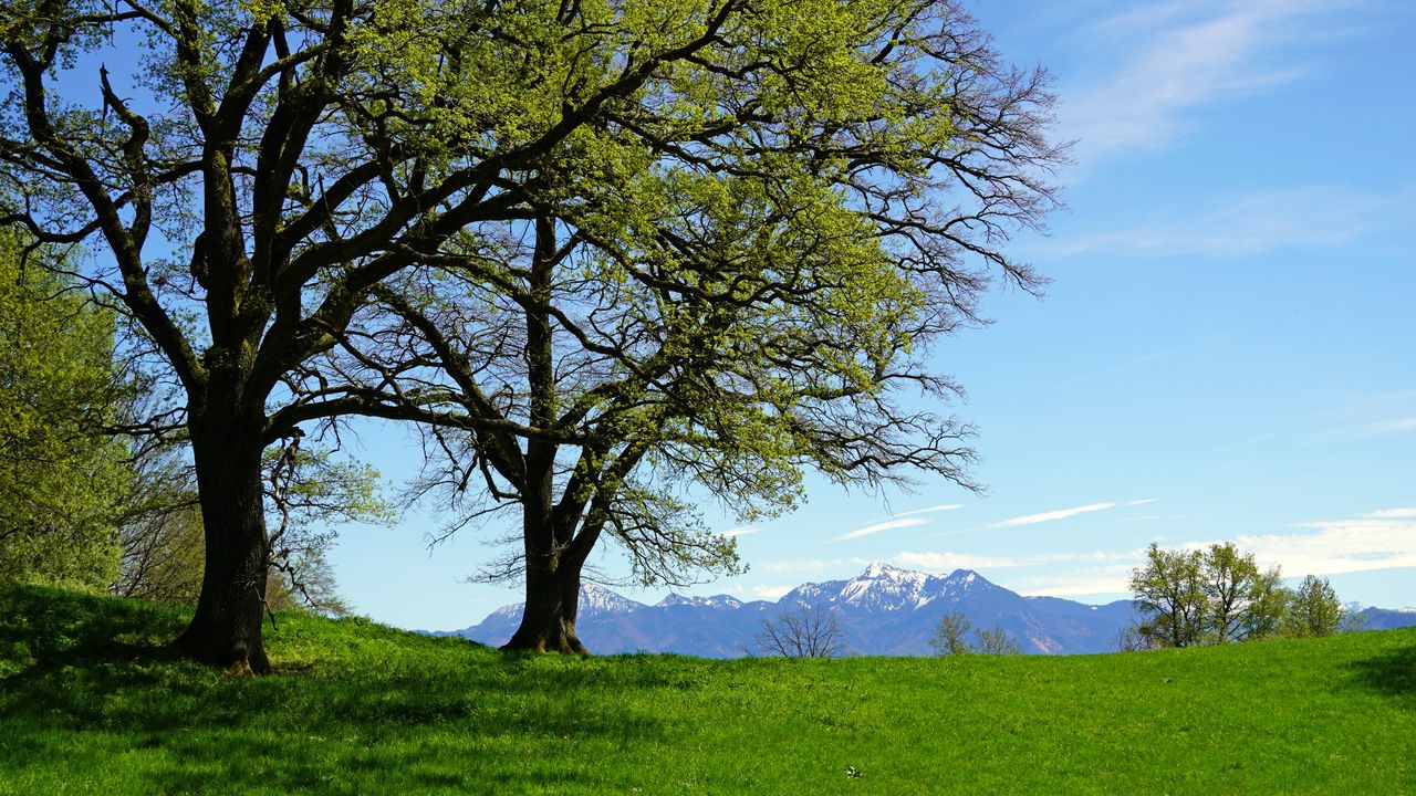 Wallpaper trees, mountains, field, landscape