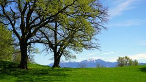 Preview wallpaper trees, mountains, field, landscape