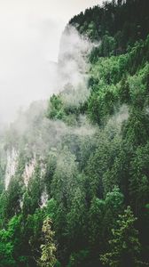 Preview wallpaper trees, mountains, fog, summer