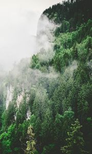Preview wallpaper trees, mountains, fog, summer