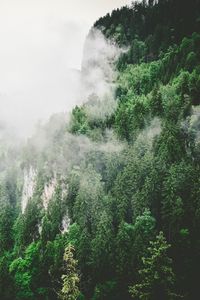 Preview wallpaper trees, mountains, fog, summer