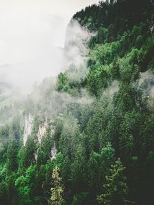 Preview wallpaper trees, mountains, fog, summer