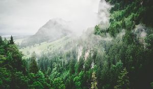 Preview wallpaper trees, mountains, fog, summer